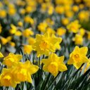 Dawn Crisp - @Dawn_Crisp - Twitter