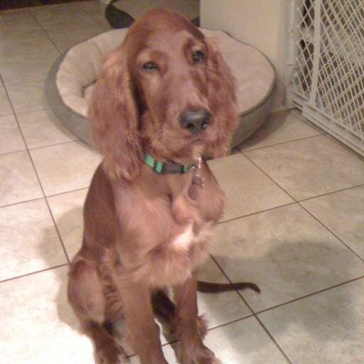 FaurenLox's profile picture. Don't touch my drum set.