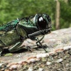 Bonjour, je suis un insecte ravageur qui représente une grande menace pour les frênes montréalais. Suivez-moi! #agrile #polmtl. Mis à jour par @projetmontreal