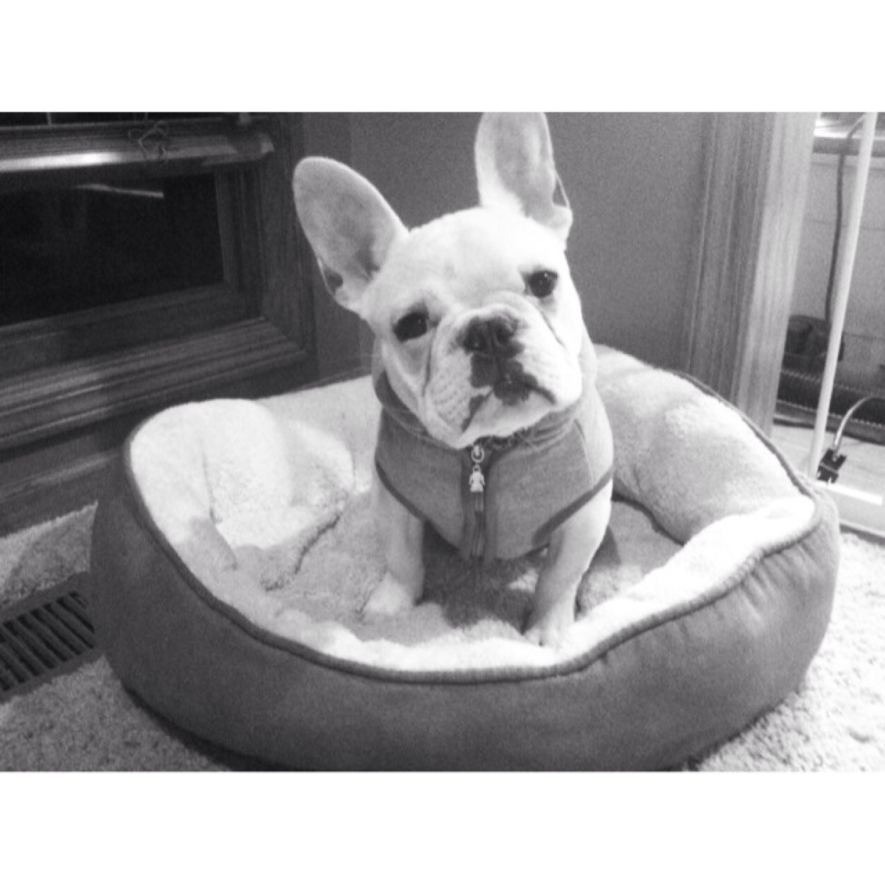 FrenchieLenny's profile picture. Im lenny the deaf french bulldog follow me for cute pictures