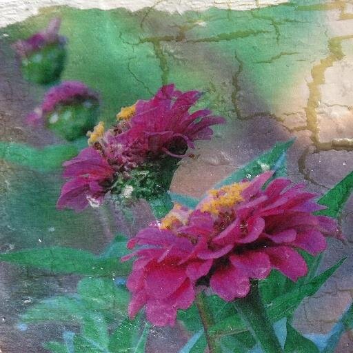 HummingbirdBay's profile picture. I will no longer be using this account. Please follow me as @rosekanderson