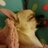 laurahernangome's profile image