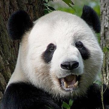 earhurts's profile picture. Compulsive photographer, small and slightly odd. Guitarist with The Heavy Quartet; The Breadmakers; The Anonymous Iconoclasts; The Bluesters and Dansette.