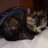 sue98312180's profile image