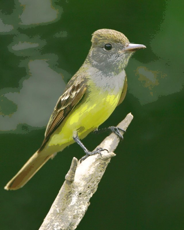 Flycatcher Trail is an outdoor classroom developed through the collaboration of Jenks Public Schools and  Tulsa Audubon Society.