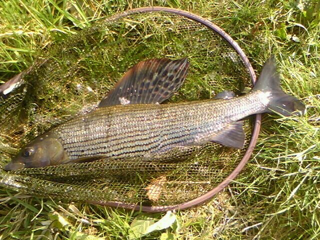 flyfishing Bristol waters and Dorset chalkstreams with a bit of bass fishing at chideock and COYR