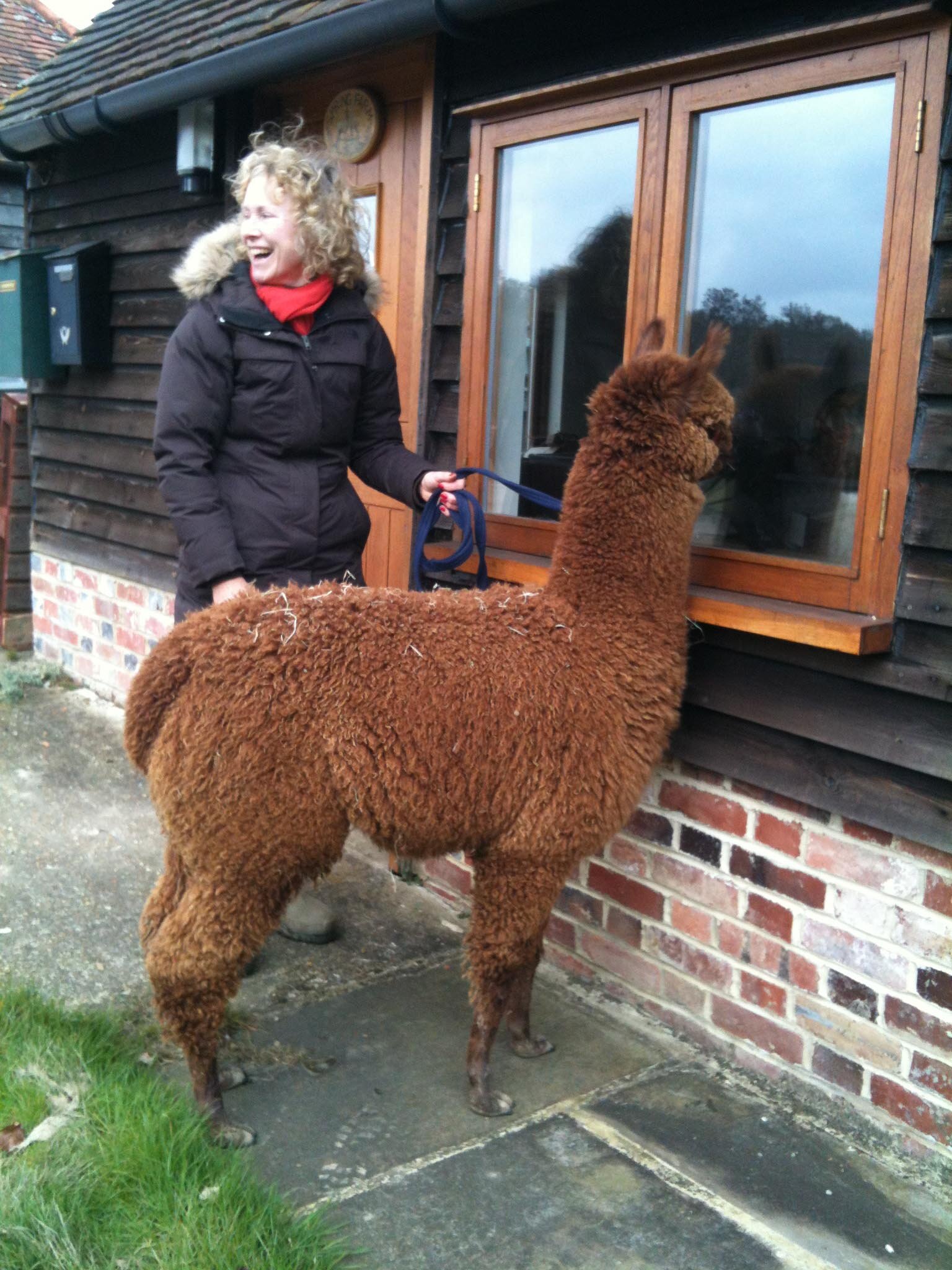 Alpaca walking in East Sussex. Super friendly alpaca walks in the High Weald AONB within our own farm surrounded by British wildlife