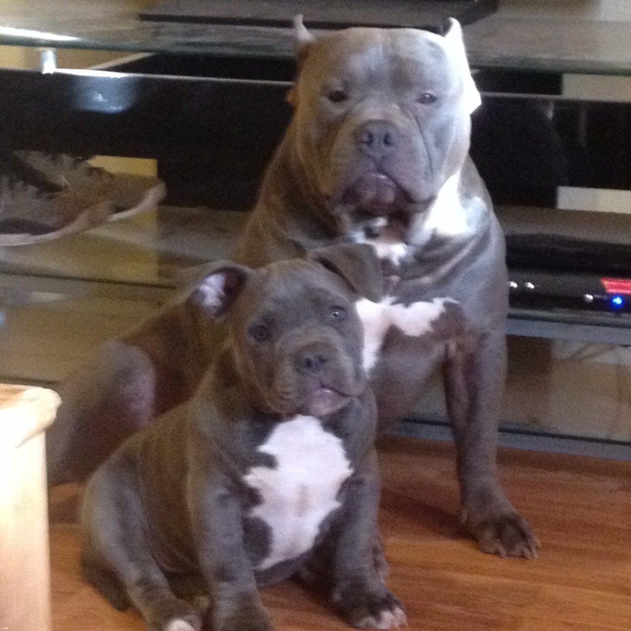 2BBullies's profile picture. The ONLY Twitter page for Breaking Bread Bullies located in Altus, OK.