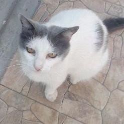 hola soy la gata de @zoye_gonzalez ...salgo en Internet!!! 
LOS AMO