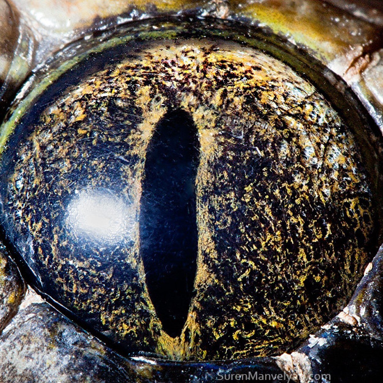 androdima's profile picture. 