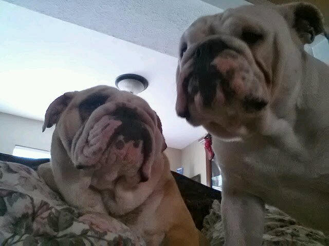 lover_harvey's profile picture. english bulldog lover, mom of two, wife & Lover of Life.