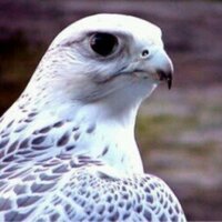 👑القلب 💙 الكبير👑 (@tomahooookkk) 's Twitter Profile Photo