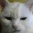 oreto_cats's profile image