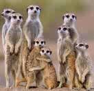 MeerKats And Reindeers Are Just So Cute . :)
