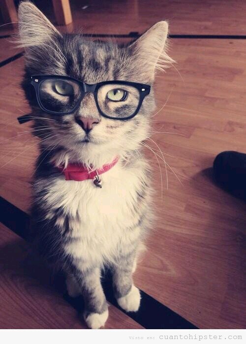 Soy un gato y duermo donde quiero Meow,Siguenos en Instagram!! :3