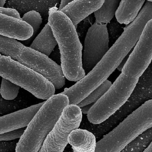 what about our close microbiota friends and enemies?