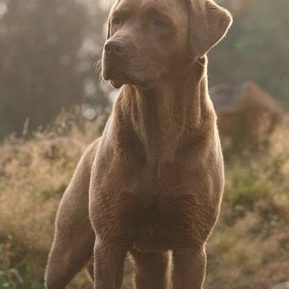 Railways and dog nerd. Not vegan and not interested. Dabble at training up my retrievers as working gundogs.