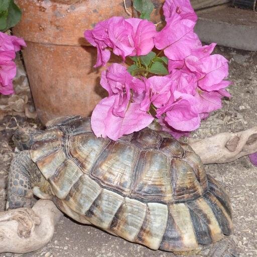 timthegribyn's profile picture. Husband, father, maker, doer, builder, fixer, gardener and occasional angler. retired so busier than ever doing the things I want to do and occasionally tweetin