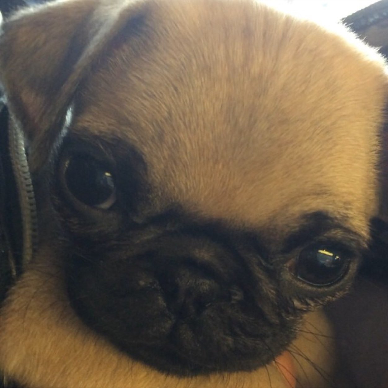 Chien de @hillarychtis et @Vincoff compte officiel #Wouaff