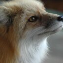 Vivian Benjamin - @Foxeh_Fox - Twitter