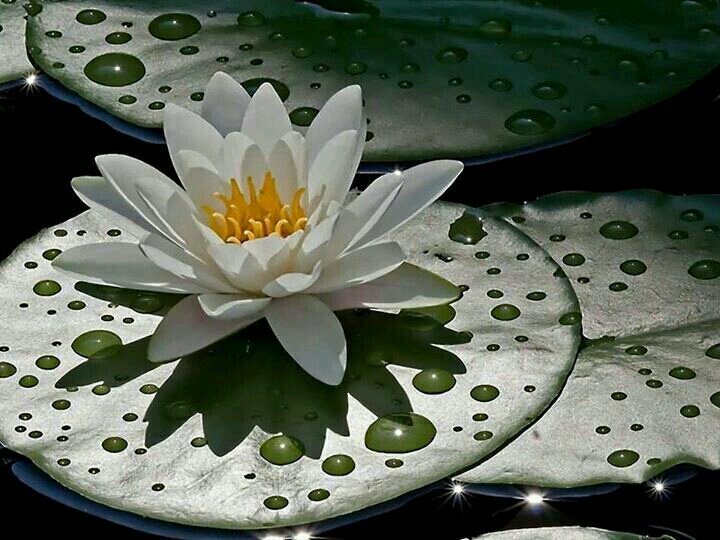 Può nascere un fiore nel nostro giardino che neanche l'inverno potrà mai gelare,  può crescere un fiore da questo mio amore per te ...R.G.