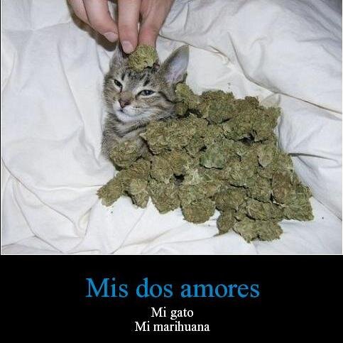 Yo fumo,consumo, lo asumo