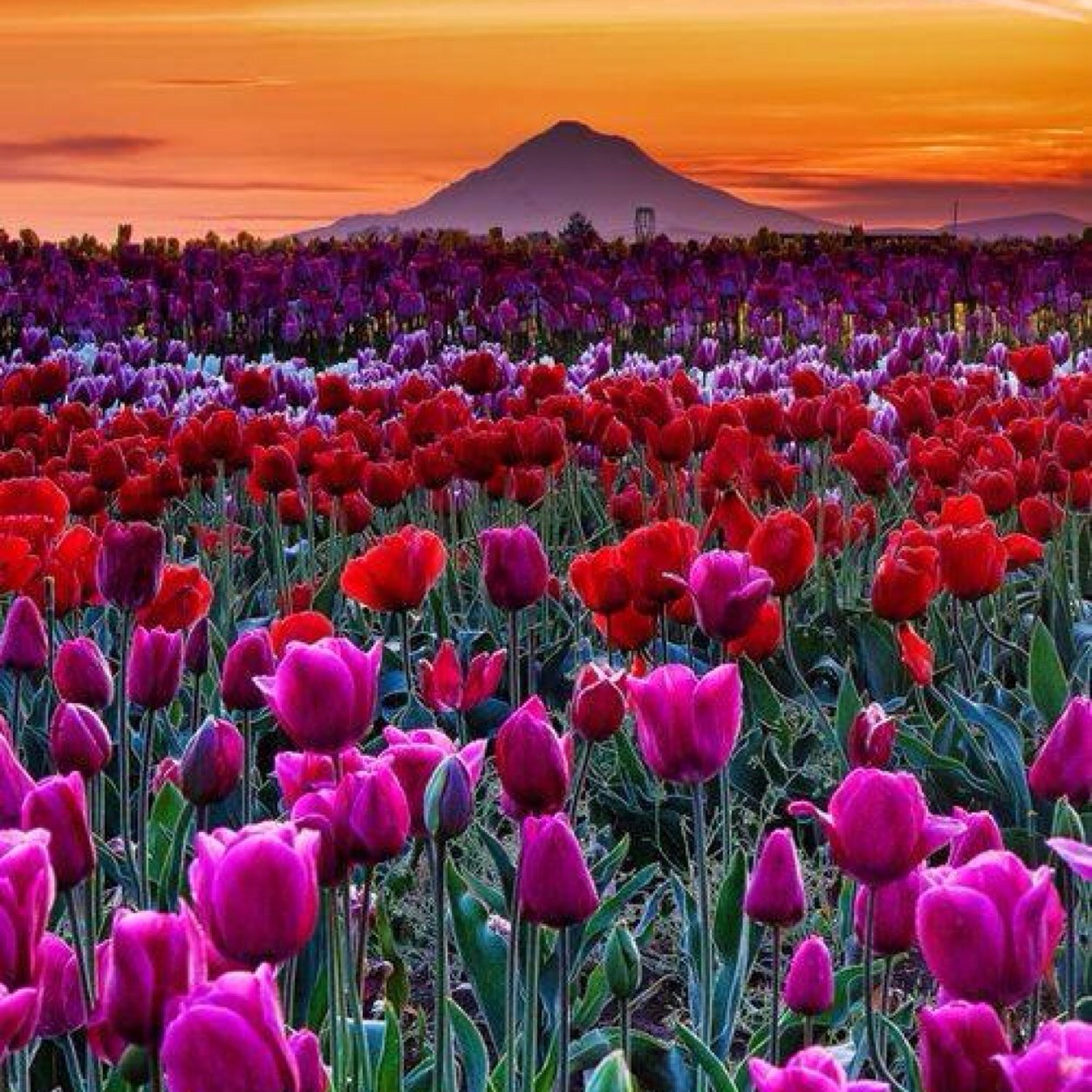 gzaytoun1's profile picture. 