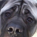 Miss Mabel Smith - @MabelMastiff - Twitter