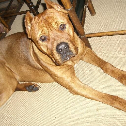 I am mans best friend.  I like to go for walks, chase bunnies and chew on my chew toys