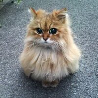 Егор Алфимов (@happykesha) 's Twitter Profile Photo