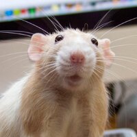 Marty Mouse π (@realmartymouse) 's Twitter Profile