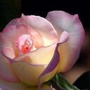 MaryPat - @PattiRose2 - Twitter