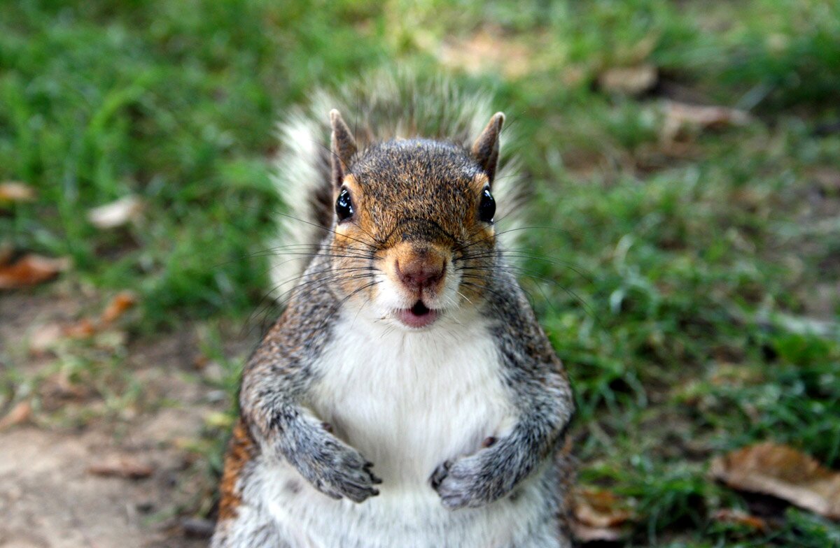 JerryDaSquirrel's profile picture. OH NUTS!