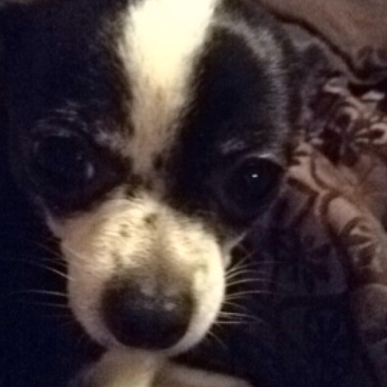 I love animals, single,i love my cousins i have 4 dogs and1 cat. I have 2 brothers and 1 sister ive never met. Follow me on instagram at coolandfun11 pic of dog