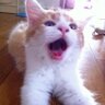 heartbreakshot's profile picture. がんばれ、ビリヤード！！ 京都でタマ撞いてます。下手くそですが、生涯頑張ります！ とあるワンマン企業代表。FA、自動化エンジニア。元ビリヲカ創設メンバー。元ZAC関西代表。おだんご🍡エイミング信奉者。
