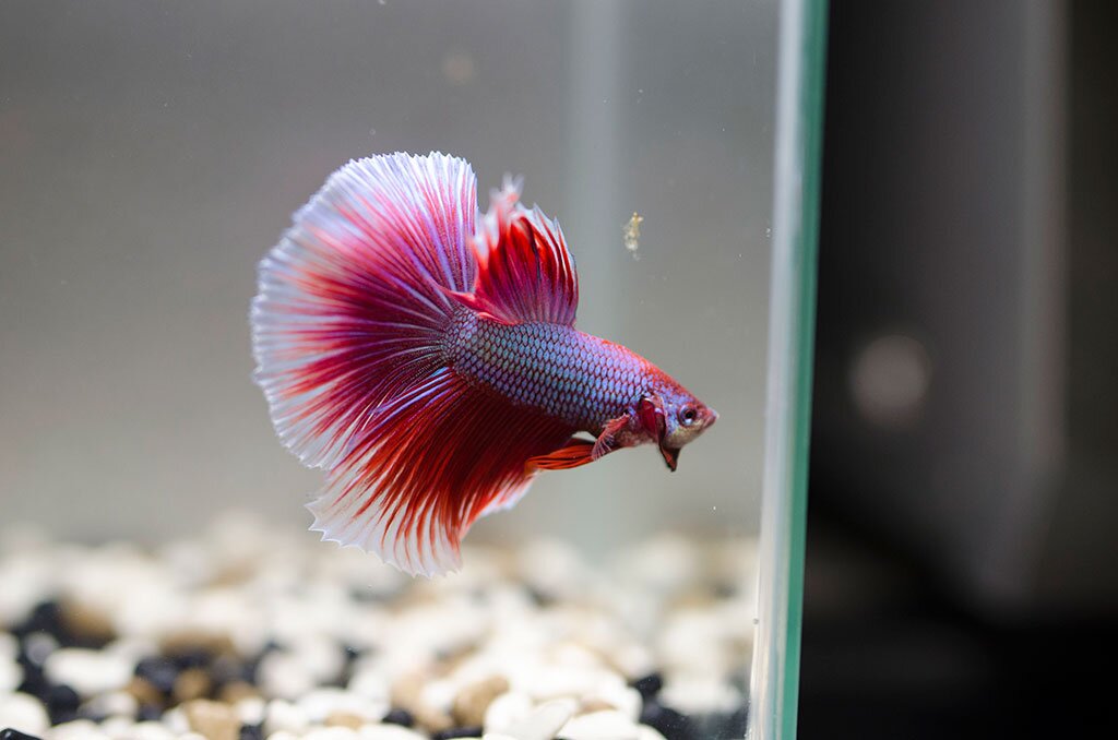 Planted aquascapes, Fluval accessories, live plants and more...