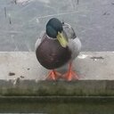 chris canard - @juniorluna31 - Twitter