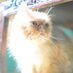 Win Sevent Pet Shop (@win7thpetshop) Twitter profile photo