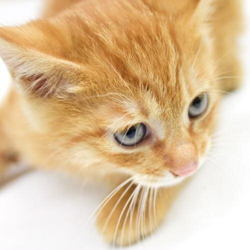 sugi_uu's profile picture. フリーでwebデザイナーしてます。ネコ、カフェ、プチ旅行、散歩、北海道、Mac好き♡イラレよりフォトショ派。美容やコスメに興味あり♪ゆるるんとした北海道育ちの0型都民。