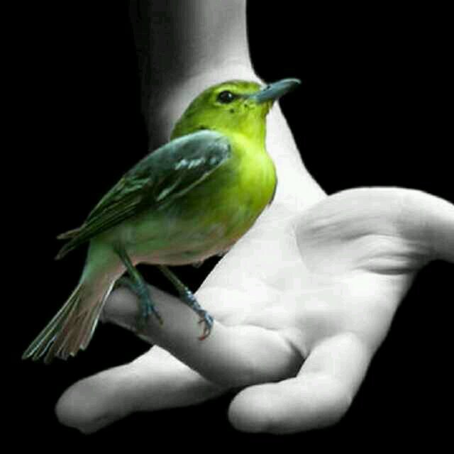 Emervquivel's profile picture. The important thing is to learn a lesson every time you lose.