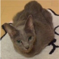 umiyu617's profile picture. 広告関連デザイナー&ディレクター、メディカルハーブ＆アロマ講師(JAMHA認定ホリスティックハーバルプラクティショナー、シニアハーバルセラピスト、AEAJ認定アロマテラピーインストラクター)、⚽️横浜F・マリノスサポ(シーチケホルダー20年以上)、嵐🟨、⛄️担、iLYs、secondz。ゆるく何でも呟きます。