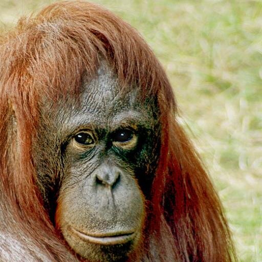 I started life on an orange orangutan. I was shaved off and lovingly crafted into a beautiful, high-quality prosthetic hair piece. Then placed on a douche-bag.