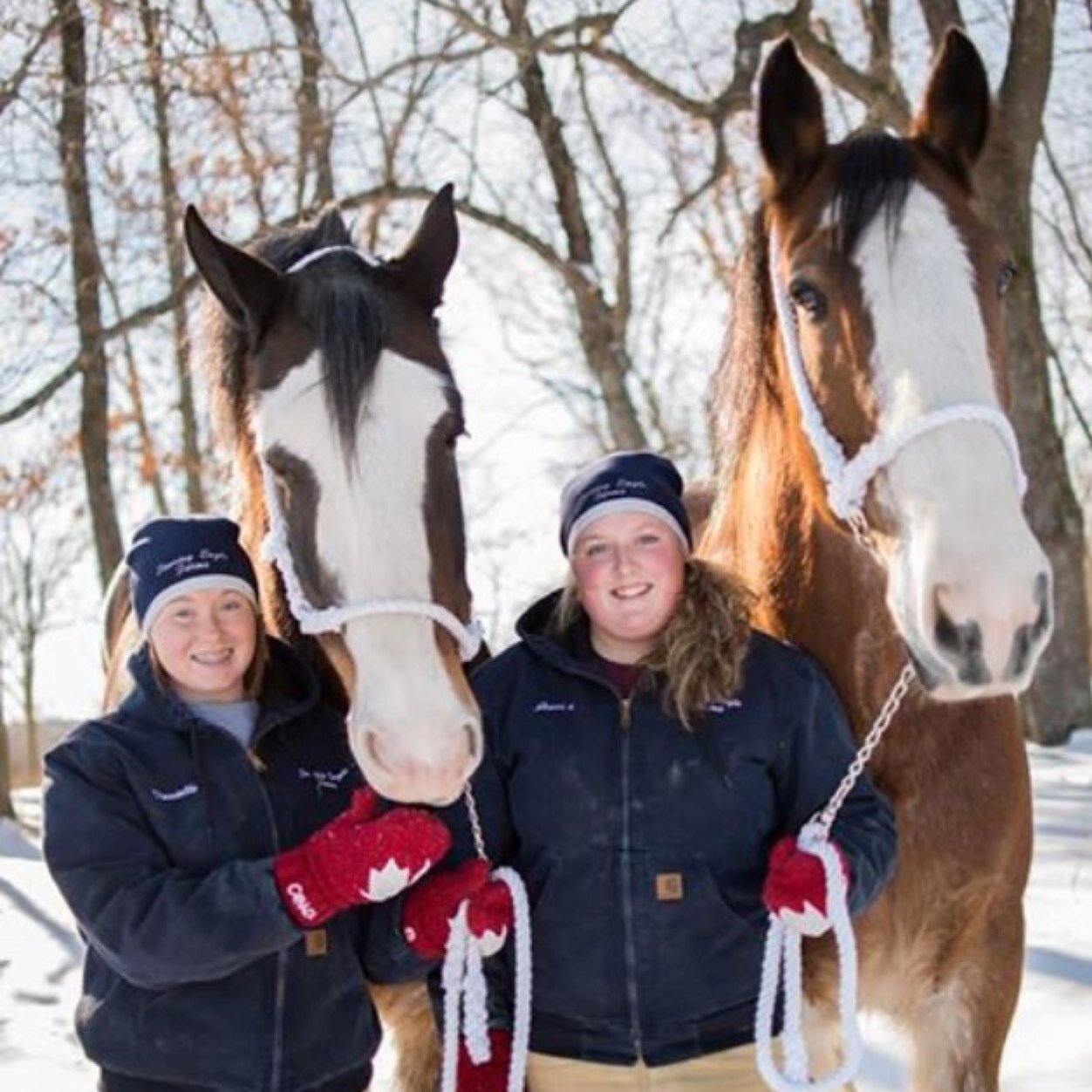 Lewis clydesdales is a family owned and operated farm; Breeding, Selling and Showing our clydesdales all over North America! Proud2beCanadian!