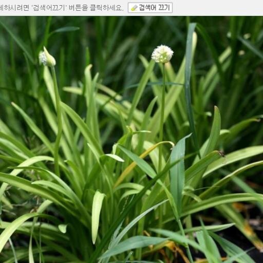 팔공삼채농장 ~~!! ,삼채의 효능, 삼채재배법, 삼채뿌리 삼채요리법 먹는법, 삼채가루 환 파는곳, 삼채모종종근 판매, 고혈압/ 고지혈증/ 당뇨/ 뇌경색/ 아토피/ 항암/ 변비/ 혈액순환개선/ 콜레스테롤 낮추는 좋은음식/ 식이유황성분이 마늘의 6배 함유/ 각종 방송사 언론사보 /삼채방송
