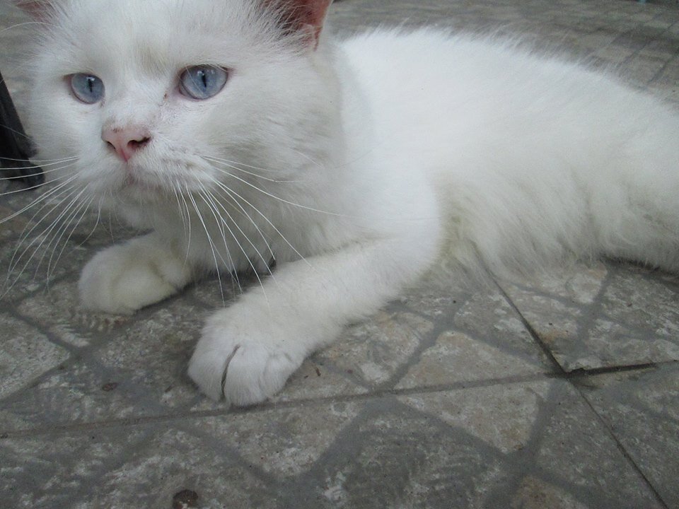 pmplsan's profile picture. 