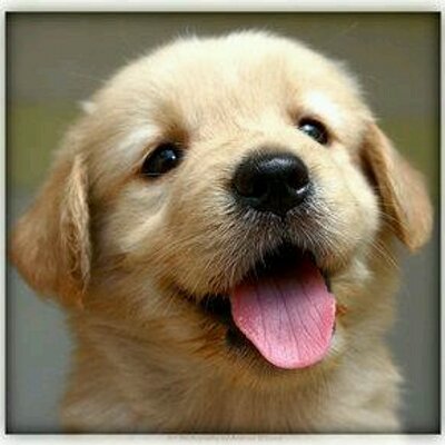 癒し犬bot Inuuuu Bot Twitter