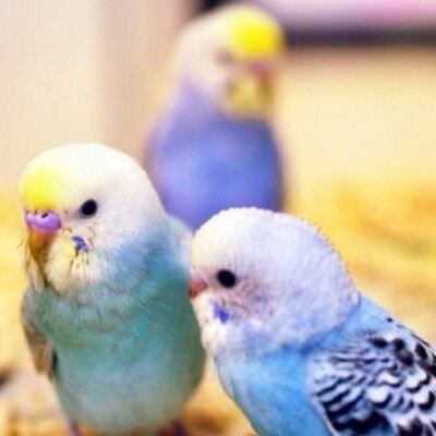 セキセイインコ画像bot Budgergars Twitter