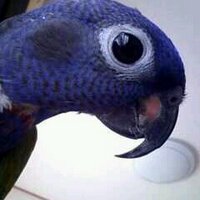 ふにふに。 (@funifuni234) 's Twitter Profile Photo ふにふに。 (@funifuni234) 's Twitter Profile Photo