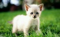 A white sweet loving tom. Parents @Oakkit @Brownkit_ Siblings @Clawkit_ @LonelyKitLonely Half siblings @Dagger_of_ice @LeopardWarrior @Scorch_of_Fire @Thornkit_