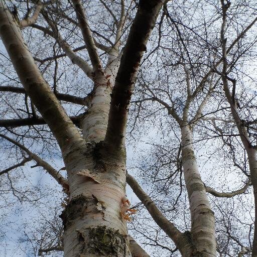 PhD Student @UniofReading studying the ecological impacts of new tree diseases in the UK
